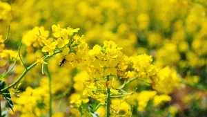 油菜花图片桌面壁纸_11