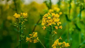油菜花图片桌面壁纸_12