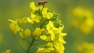 油菜花图片桌面壁纸_13