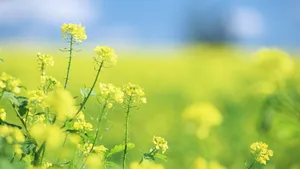 油菜花图片桌面壁纸_14