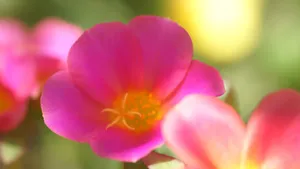 红花绿叶图片壁纸_3