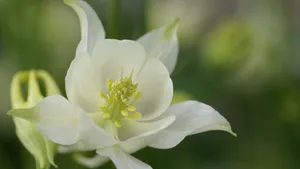 红花绿叶图片壁纸_12