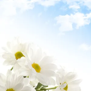 白色唯美菊花图片