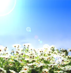 遍地菊花图片