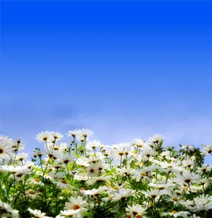 高清唯美菊花图片