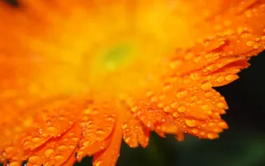 秋天菊花图片_1