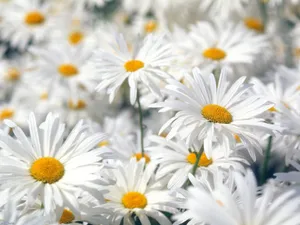 高清白菊花图片