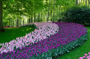 公园郁金香花观赏图片_1