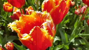 高清郁金香花朵图片