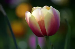 高清郁金香花朵壁纸图片_1
