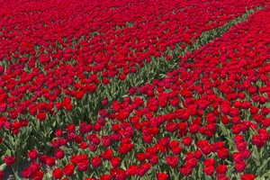 红色郁金香花田观赏图片