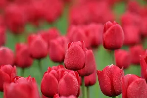 红色郁金香花海图片_1