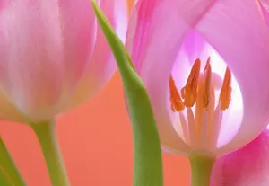 粉色郁金香特写图片_1