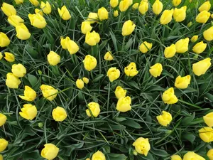 黄色郁金香花图片_1