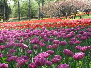郁金香花园图片