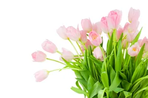 高清郁金香花束图片