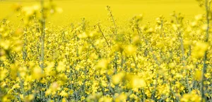 黄色油菜花花海图片第1张