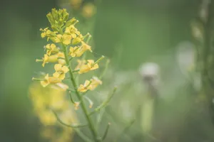 小清新油菜花图片