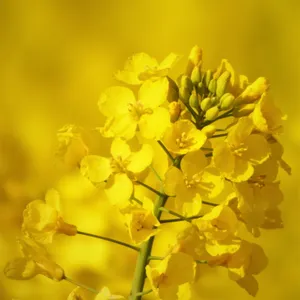 黄色油菜花特写图片