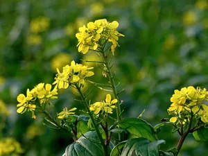 高清油菜花图片第1张