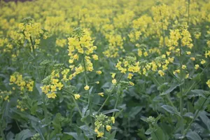 早春油菜花图片第1张