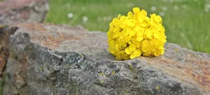 一小束油菜花图片第1张