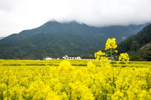 婺源油菜花图片第1张