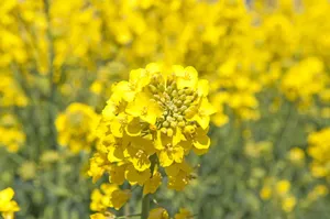 唯美黄色油菜花图片第1张