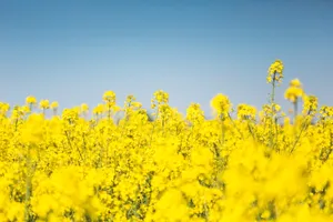 黄色油菜花海图片第1张