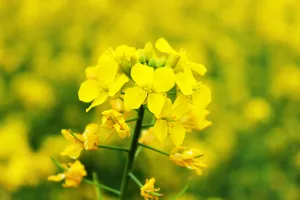 油菜花开图片