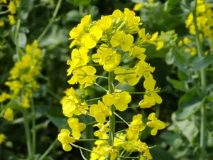 油菜花高清图片素材