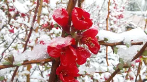 雪中红海棠花图片_1