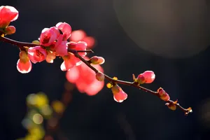 日本海棠花图片