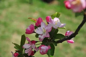 粉色小果海棠花图片