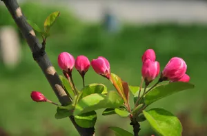 含苞待放的海棠花图片