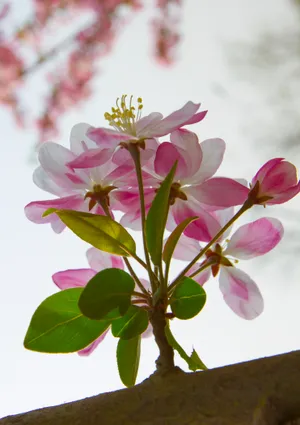 海棠花唯美图片