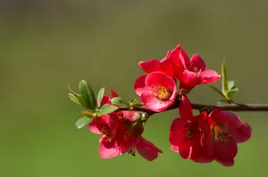 高清美丽海棠花图片