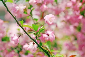 高清粉色海棠花图片_1