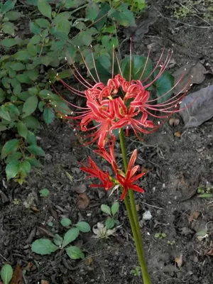 红花彼岸花图片第1张