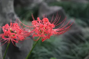 野生红色彼岸花图片第1张