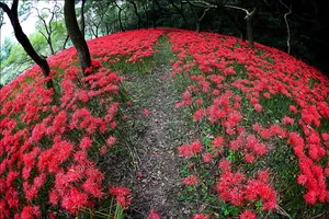 关于彼岸花的图片第1张