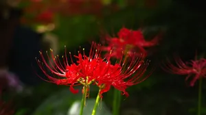 红色艳丽彼岸花图片第1张