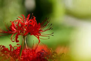 红色彼岸花唯美图片第1张