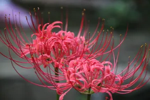 摄影彼岸花图片