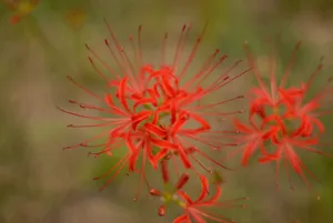 精美彼岸花高清图片第1张