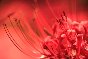 彼岸花花朵图片第1张