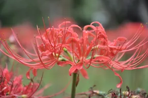 血红色彼岸花图片第1张