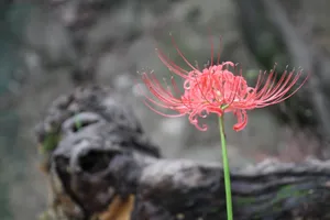 彼岸花高清图片素材第1张