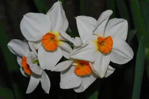 白色水仙花朵图片_1