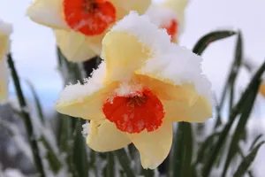 白雪喇叭水仙花图片_1
